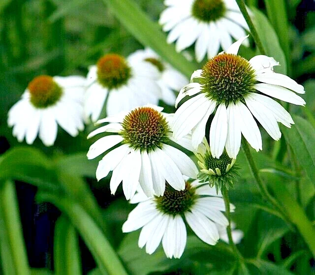 Snow White Echinacea Seeds - 100 Coneflower Seeds, Large Daisy-Like Flowers, Perennial, Outdoor - Image 1