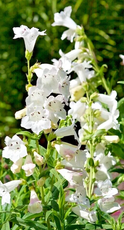 Snow White Penstemon Digitalis Seeds - 200 Count Beardtongue Wildflower, Easy Grow - Image 2