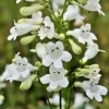 Snow White Penstemon Digitalis Seeds - 200 Count Beardtongue Wildflower, Easy Grow - Image 1
