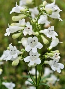 Snow White Penstemon Digitalis Seeds - 200 Count Beardtongue Wildflower, Easy Grow - Image 1