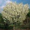 Snowgoose Cherry Blossom Tree Live Plant 6-12in - White Flowers Outdoor - Image 1
