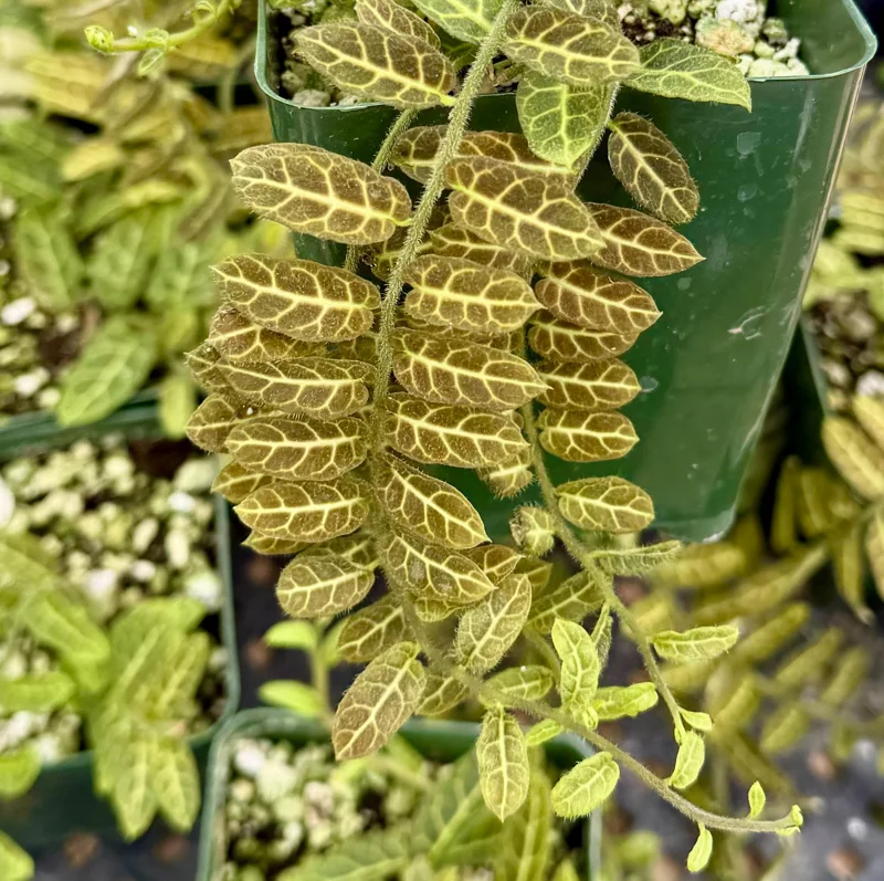Solanum evolvulifolium Live Plant - Rare Tropical Houseplant in 4 Inch Pot Solanum evolvulifolium Live Plant - Rare Tropical Houseplant in 4 Inch Pot - Image 2