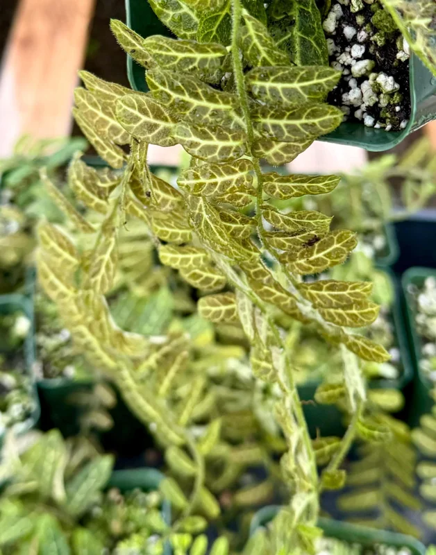 Solanum evolvulifolium Live Plant - Rare Tropical Houseplant in 4 Inch Pot Solanum evolvulifolium Live Plant - Rare Tropical Houseplant in 4 Inch Pot - Image 3