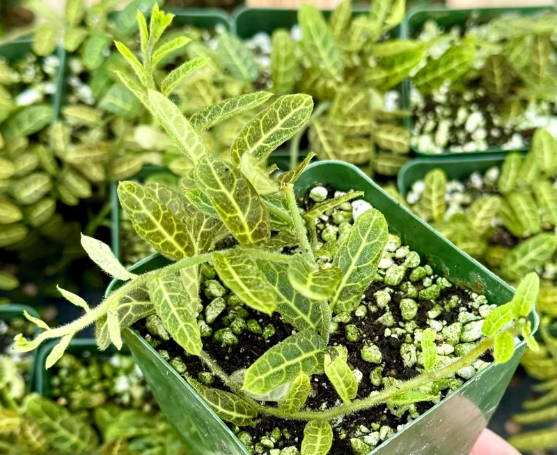 Solanum evolvulifolium Live Plant - Rare Tropical Houseplant in 4 Inch Pot Solanum evolvulifolium Live Plant - Rare Tropical Houseplant in 4 Inch Pot - Image 1