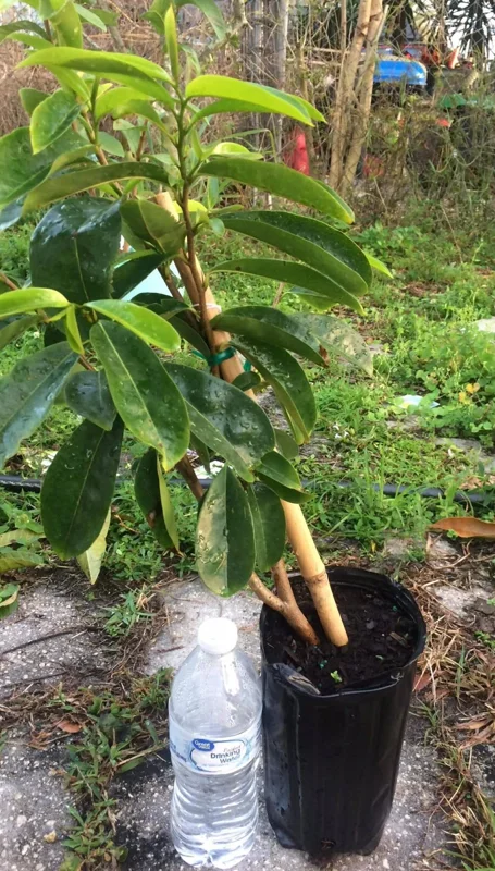 Soursop Tree Live Plant Annona Muricata 17-25 inches Tall Bare Root Outdoor Tropical Fruit - Image 1