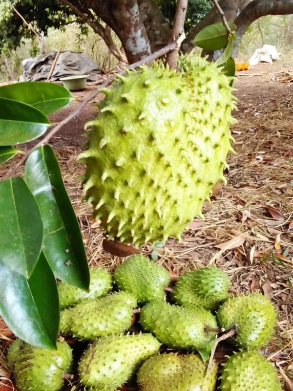 Soursop Tree Live Plant (Annona muricata) Guanabana Seedling, 5-9" Tall Tropical Fruit Soursop Tree Live Plant (Annona muricata) Guanabana Seedling, 5-9" Tall Tropical Fruit - Image 2