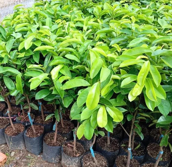 Soursop Tree Live Plant (Annona muricata) Guanabana Seedling, 5-9" Tall Tropical Fruit Soursop Tree Live Plant (Annona muricata) Guanabana Seedling, 5-9" Tall Tropical Fruit - Image 3