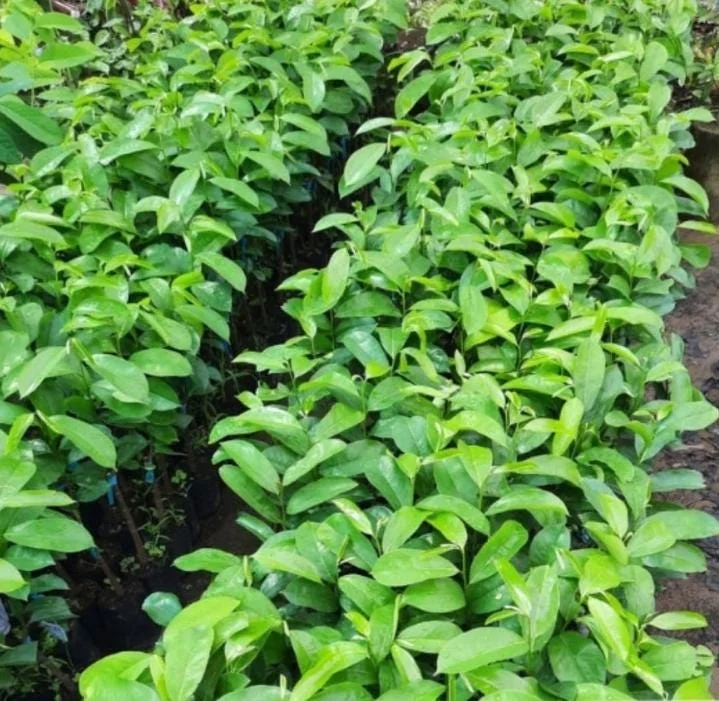 Soursop Tree Live Plant (Annona muricata) Guanabana Seedling, 5-9" Tall Tropical Fruit Soursop Tree Live Plant (Annona muricata) Guanabana Seedling, 5-9" Tall Tropical Fruit - Image 4