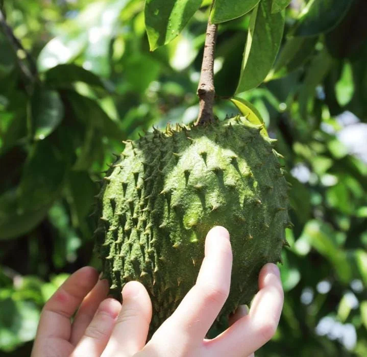 Soursop Tree Live Plant (Annona muricata) Guanabana Seedling, 5-9" Tall Tropical Fruit Soursop Tree Live Plant (Annona muricata) Guanabana Seedling, 5-9" Tall Tropical Fruit - Image 5