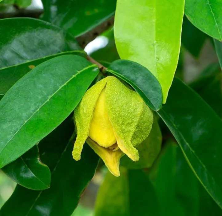 Soursop Tree Live Plant (Annona muricata) Guanabana Seedling, 5-9" Tall Tropical Fruit Soursop Tree Live Plant (Annona muricata) Guanabana Seedling, 5-9" Tall Tropical Fruit - Image 6