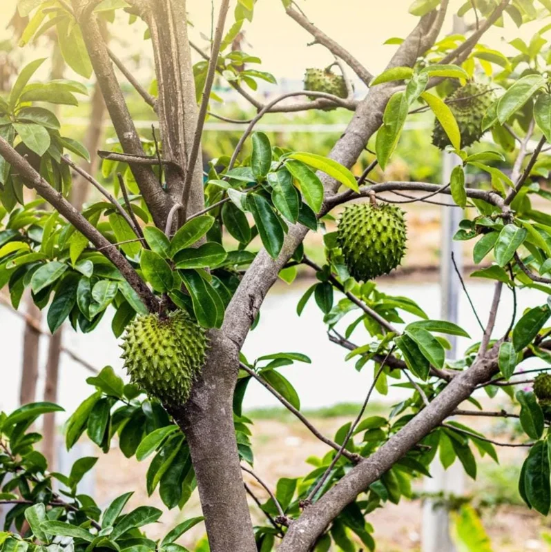 Soursop Tree Live Plant (Annona muricata) Guanabana Seedling, 5-9" Tall Tropical Fruit Soursop Tree Live Plant (Annona muricata) Guanabana Seedling, 5-9" Tall Tropical Fruit - Image 9