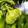 Soursop Tree Live Plant (Annona muricata) Guanabana Seedling, 5-9" Tall Tropical Fruit - Image 1