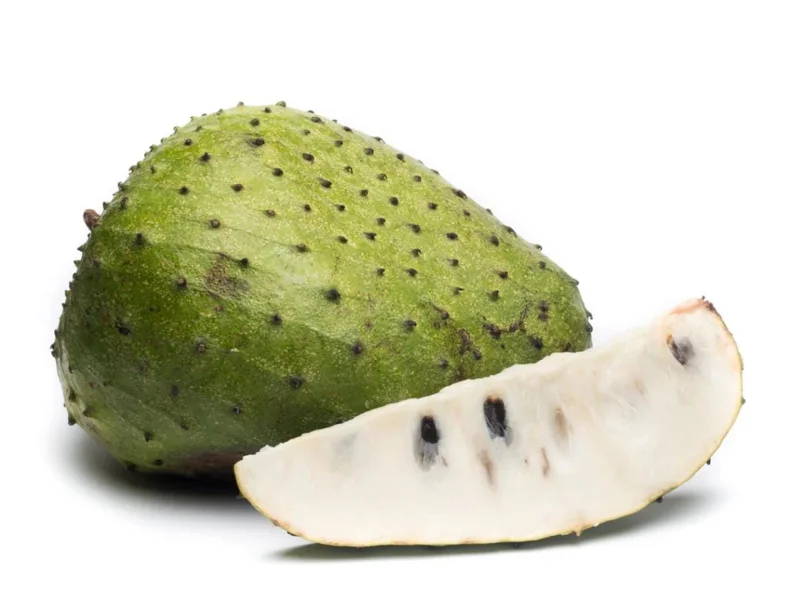 Soursop Tree Live Plant - Guanabana for Planting, 8-10 Inch Tall Soursop Tree Live Plant - Guanabana for Planting, 8-10 Inch Tall - Image 2