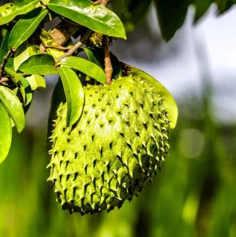 Soursop Tree Live Plant - Guanabana for Planting, 8-10 Inch Tall Soursop Tree Live Plant - Guanabana for Planting, 8-10 Inch Tall - Image 3