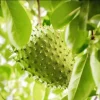 Soursop Tree Live Plant - Guanabana for Planting, 8-10 Inch Tall Soursop Tree Live Plant - Guanabana for Planting, 8-10 Inch Tall - Image 1