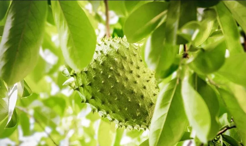 Soursop Tree Live Plant - Guanabana for Planting, 8-10 Inch Tall Soursop Tree Live Plant - Guanabana for Planting, 8-10 Inch Tall - Image 1