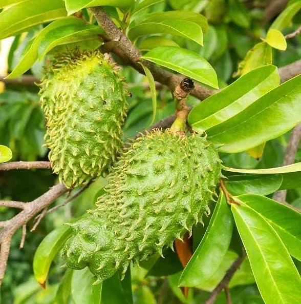 Soursop Tree Live Plant - Guanabana for Planting, 8-10 Inch Tall Soursop Tree Live Plant - Guanabana for Planting, 8-10 Inch Tall - Image 4