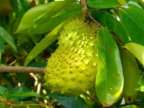 Soursop Tree Live Plant - Guanabana for Planting, 8-10 Inch Tall Soursop Tree Live Plant - Guanabana for Planting, 8-10 Inch Tall - Image 6