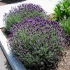 Spanish Lavender Live Plant - 3-7 inch Tall Starter - 3 inch Pot - Fragrant Purple Flower for Garden & Patio - Image 1