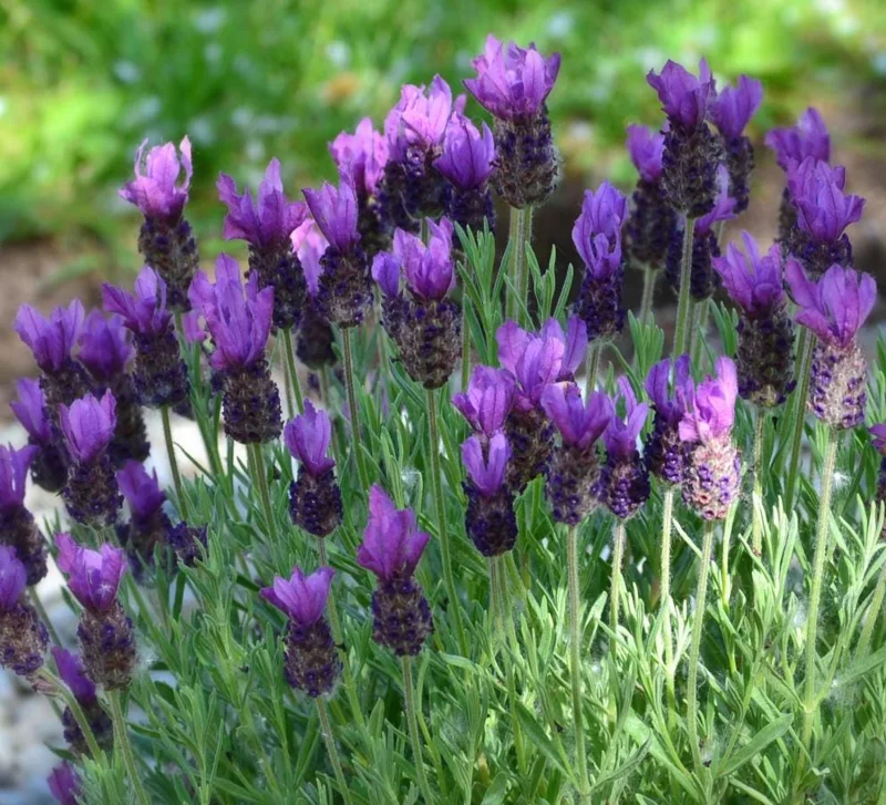 Spanish Lavender Live Plant - Fragrant Herb Shrub - 3 Inch Pot Spanish Lavender Live Plant - Fragrant Herb Shrub - 3 Inch Pot - Image 2