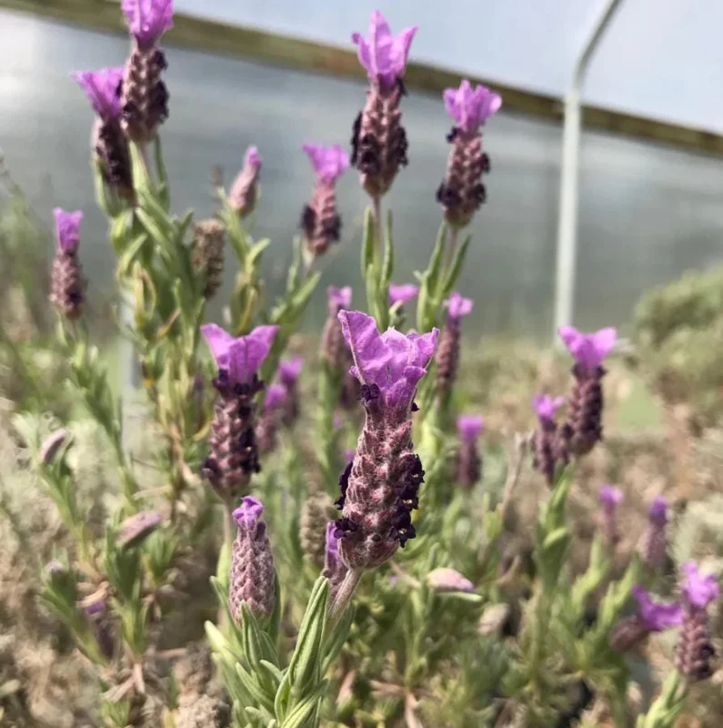 Spanish Lavender Live Plant - Fragrant Herb Shrub - 3 Inch Pot Spanish Lavender Live Plant - Fragrant Herb Shrub - 3 Inch Pot - Image 3