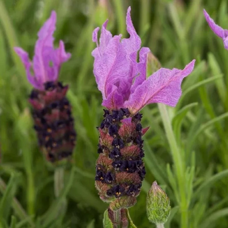 Spanish Lavender Live Plant - Fragrant Herb Shrub - 3 Inch Pot Spanish Lavender Live Plant - Fragrant Herb Shrub - 3 Inch Pot - Image 4