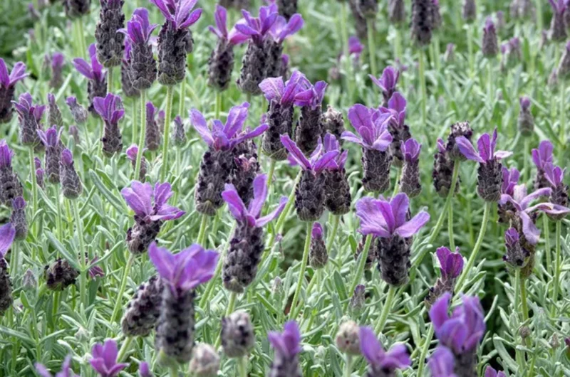 Spanish Lavender Live Plant - Fragrant Herb Shrub - 3 Inch Pot Spanish Lavender Live Plant - Fragrant Herb Shrub - 3 Inch Pot - Image 5