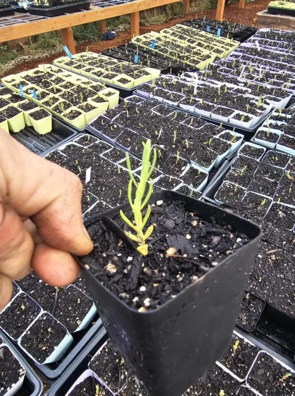Spanish Lavender Live Plant - Fragrant Herb Shrub - 3 Inch Pot Spanish Lavender Live Plant - Fragrant Herb Shrub - 3 Inch Pot - Image 6