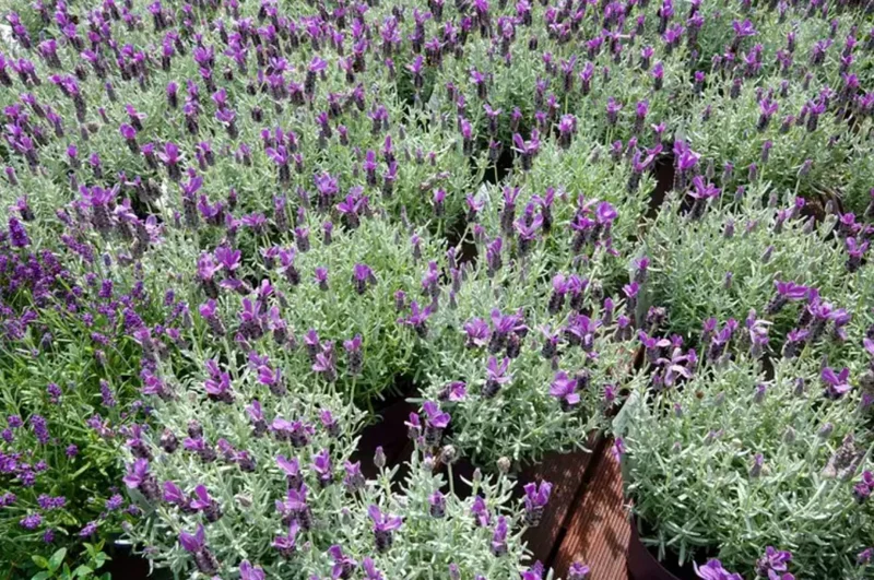 Spanish Lavender Live Plant - Fragrant Herb Shrub - 3 Inch Pot Spanish Lavender Live Plant - Fragrant Herb Shrub - 3 Inch Pot - Image 7