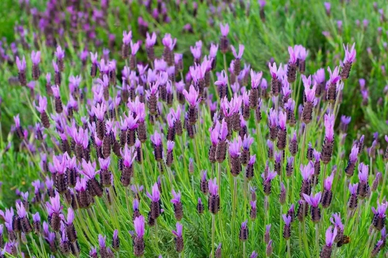 Spanish Lavender Live Plant - Fragrant Herb Shrub - 3 Inch Pot Spanish Lavender Live Plant - Fragrant Herb Shrub - 3 Inch Pot - Image 1
