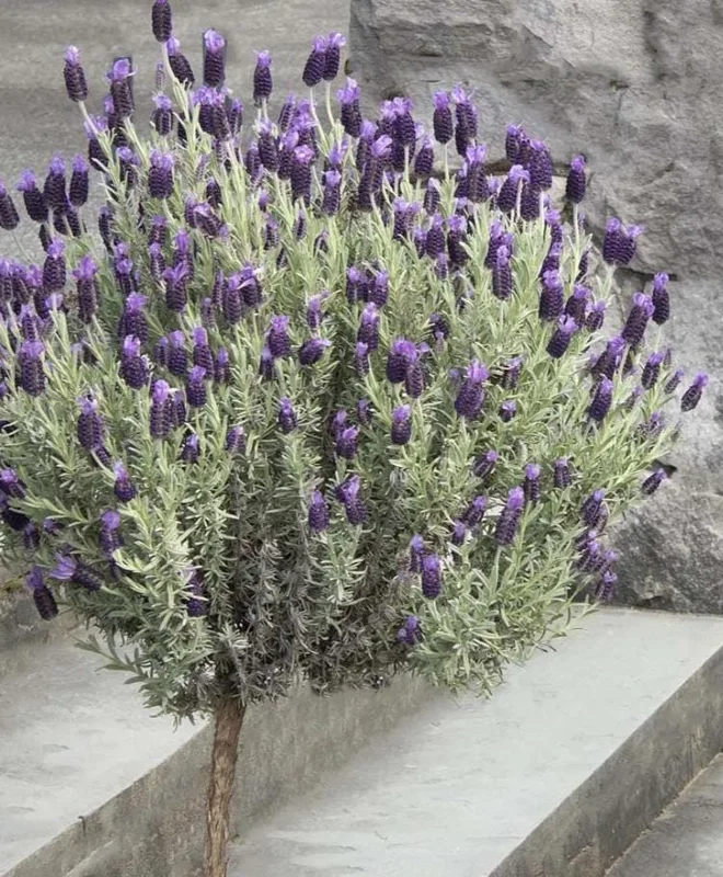 Spanish Lavender Live Plant Set of 2 – 4-8 Inch Tall, Fragrant Purple Flowers, Indoor/Outdoor Herb Spanish Lavender Live Plant Set of 2 – 4-8 Inch Tall, Fragrant Purple Flowers, Indoor/Outdoor Herb - Image 3