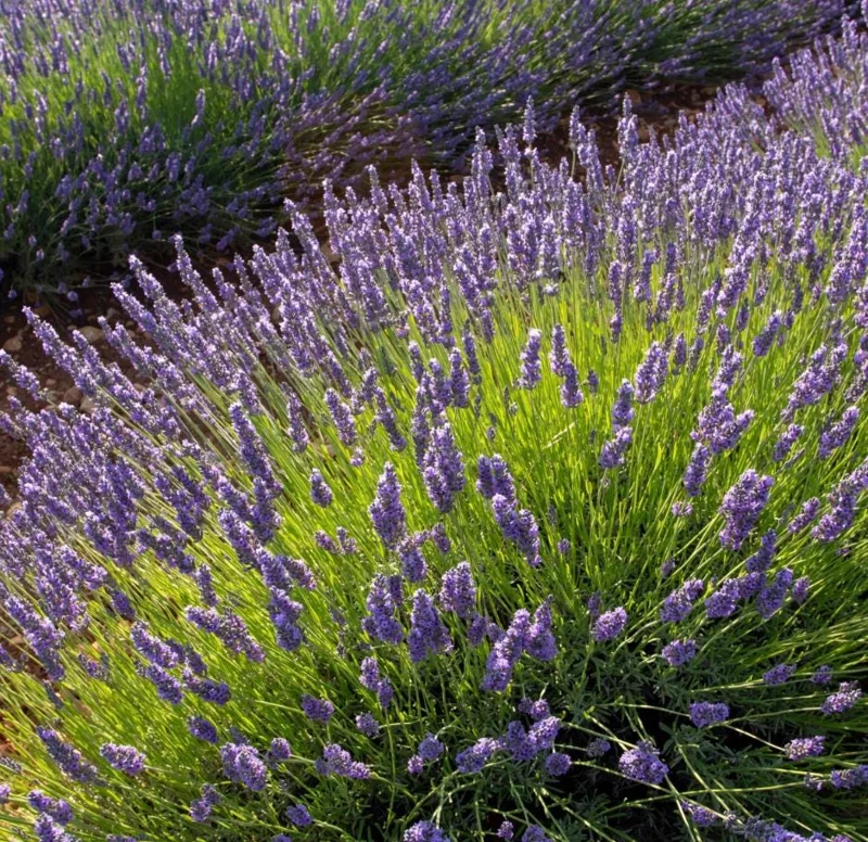 Spanish Lavender Live Plant Set of 2 – 4-8 Inch Tall, Fragrant Purple Flowers, Indoor/Outdoor Herb Spanish Lavender Live Plant Set of 2 – 4-8 Inch Tall, Fragrant Purple Flowers, Indoor/Outdoor Herb - Image 4