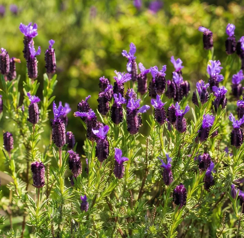 Spanish Lavender Live Plant Set of 2 – 4-8 Inch Tall, Fragrant Purple Flowers, Indoor/Outdoor Herb Spanish Lavender Live Plant Set of 2 – 4-8 Inch Tall, Fragrant Purple Flowers, Indoor/Outdoor Herb - Image 5
