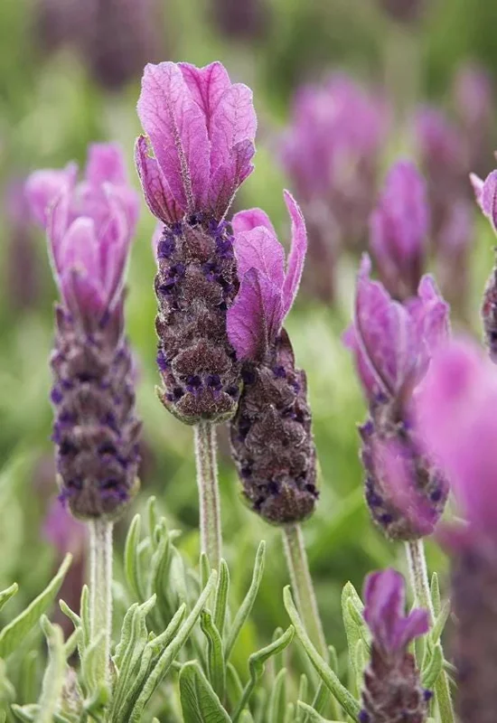 Spanish Lavender Live Plant Set of 2 – 4-8 Inch Tall, Fragrant Purple Flowers, Indoor/Outdoor Herb Spanish Lavender Live Plant Set of 2 – 4-8 Inch Tall, Fragrant Purple Flowers, Indoor/Outdoor Herb - Image 6