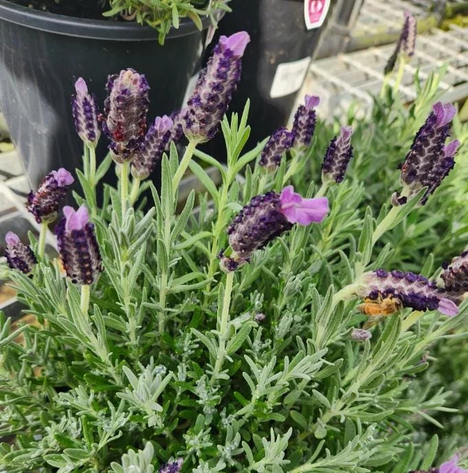 Spanish Lavender Live Plant Set of 2 – 4-8 Inch Tall, Fragrant Purple Flowers, Indoor/Outdoor Herb Spanish Lavender Live Plant Set of 2 – 4-8 Inch Tall, Fragrant Purple Flowers, Indoor/Outdoor Herb - Image 7