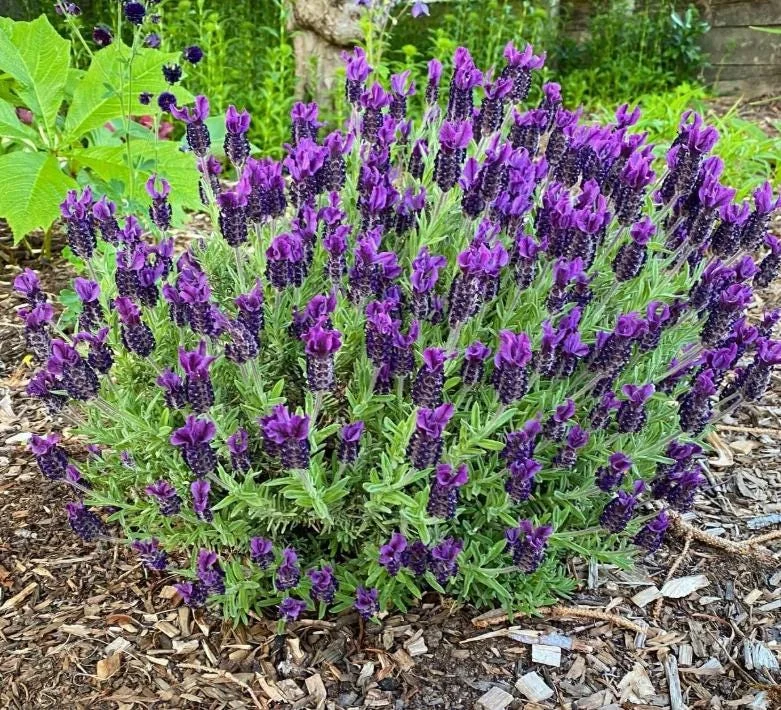 Spanish Lavender Live Plant Set of 2 – 4-8 Inch Tall, Fragrant Purple Flowers, Indoor/Outdoor Herb Spanish Lavender Live Plant Set of 2 – 4-8 Inch Tall, Fragrant Purple Flowers, Indoor/Outdoor Herb - Image 1