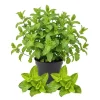 Spearmint Live Plant 4-6 Inch Tall - Heirloom Herb Seedling for Planting Spearmint Live Plant 4-6 Inch Tall - Heirloom Herb Seedling for Planting - Image 1