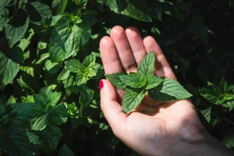 Spearmint Live Plant – 5-inch Tall, 3.5-inch Pot – Culinary Herb for Indoor & Outdoor - Image 2