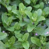 Spearmint Live Plant – 5-inch Tall, 3.5-inch Pot – Culinary Herb for Indoor & Outdoor - Image 1