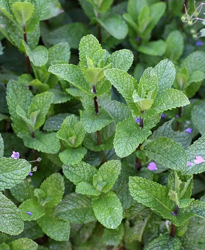 Spearmint Live Plant – 5-inch Tall, 3.5-inch Pot – Culinary Herb for Indoor & Outdoor - Image 1