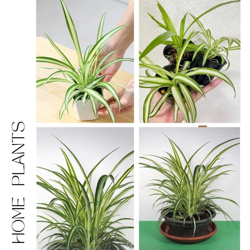 Spider Plant Live Houseplant - Chlorophytum Comosum - Low Maintenance Indoor Plant Spider Plant Live Houseplant - Chlorophytum Comosum - Low Maintenance Indoor Plant - Image 2