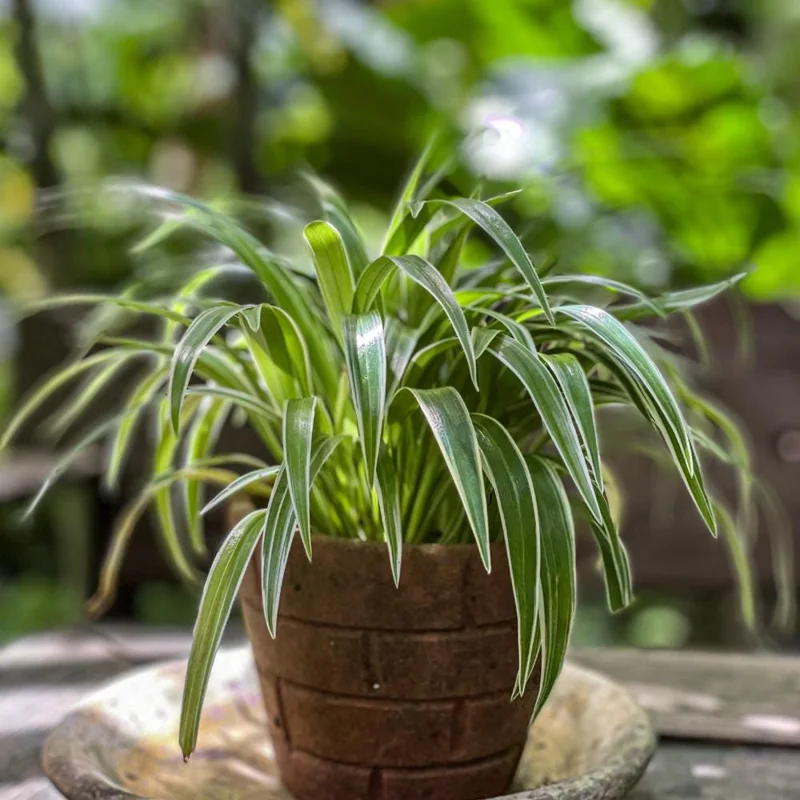 Spider Plant Live Houseplant - Chlorophytum Comosum - Low Maintenance Indoor Plant Spider Plant Live Houseplant - Chlorophytum Comosum - Low Maintenance Indoor Plant - Image 3