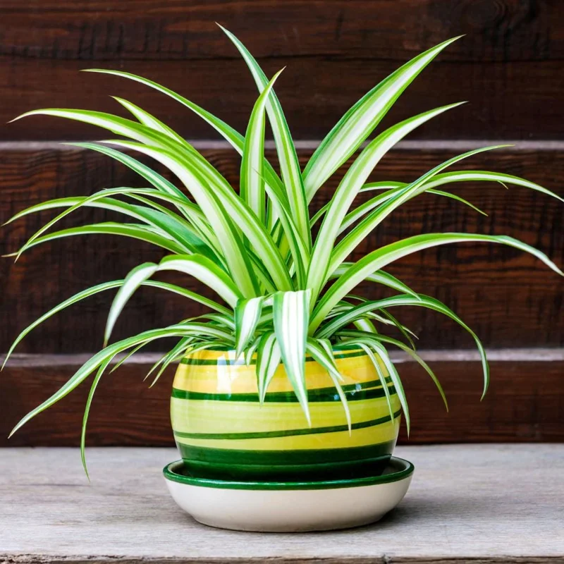 Spider Plant Live Houseplant - Chlorophytum Comosum - Low Maintenance Indoor Plant Spider Plant Live Houseplant - Chlorophytum Comosum - Low Maintenance Indoor Plant - Image 4