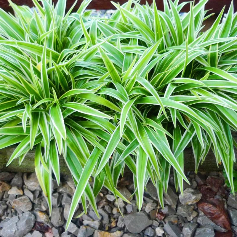 Spider Plant Live Houseplant - Chlorophytum Comosum - Low Maintenance Indoor Plant Spider Plant Live Houseplant - Chlorophytum Comosum - Low Maintenance Indoor Plant - Image 5