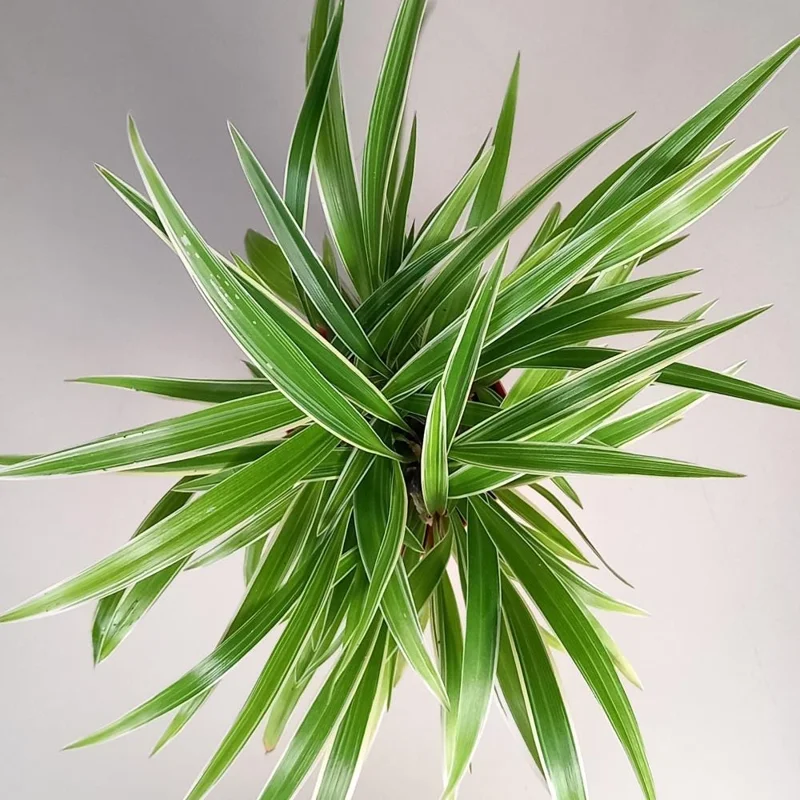 Spider Plant Live Houseplant - Chlorophytum Comosum - Low Maintenance Indoor Plant Spider Plant Live Houseplant - Chlorophytum Comosum - Low Maintenance Indoor Plant - Image 6
