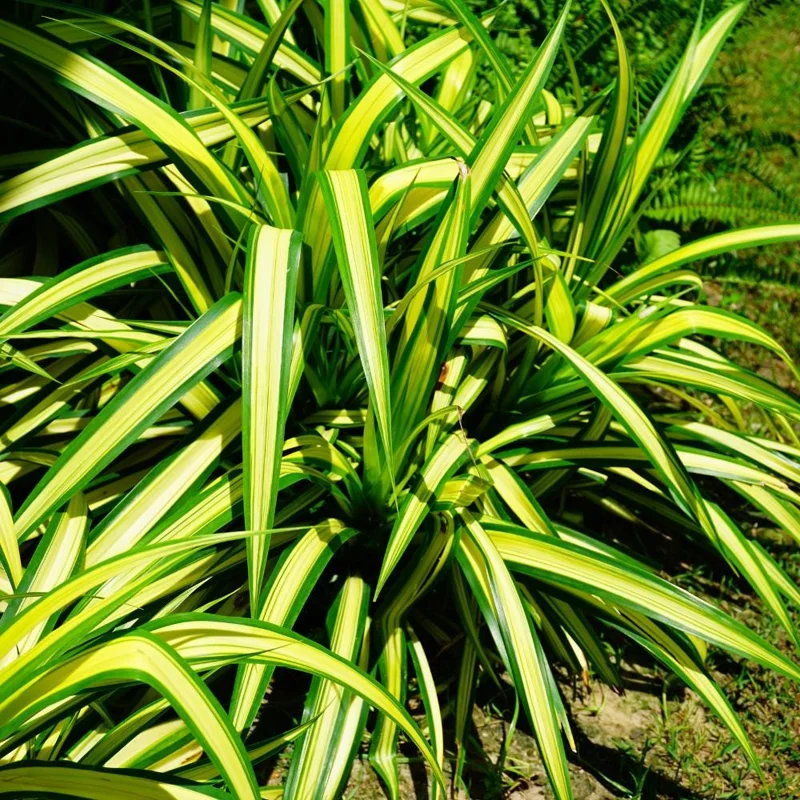 Spider Plant Live Houseplant - Chlorophytum Comosum - Low Maintenance Indoor Plant Spider Plant Live Houseplant - Chlorophytum Comosum - Low Maintenance Indoor Plant - Image 7