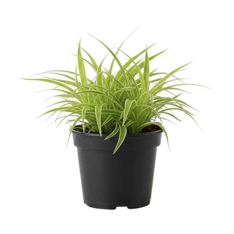 Spider Plant Live Houseplant - Chlorophytum Comosum - Low Maintenance Indoor Plant Spider Plant Live Houseplant - Chlorophytum Comosum - Low Maintenance Indoor Plant - Image 8