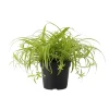Spider Plant Live Houseplant - Chlorophytum Comosum - Low Maintenance Indoor Plant Spider Plant Live Houseplant - Chlorophytum Comosum - Low Maintenance Indoor Plant - Image 1
