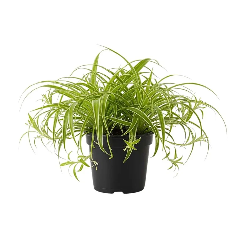Spider Plant Live Houseplant - Chlorophytum Comosum - Low Maintenance Indoor Plant Spider Plant Live Houseplant - Chlorophytum Comosum - Low Maintenance Indoor Plant - Image 1