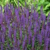 Spike Purple Violet Salvia Live Plant – Bush Sage Starter – 4-6 Inch Tall Perennial - Image 1